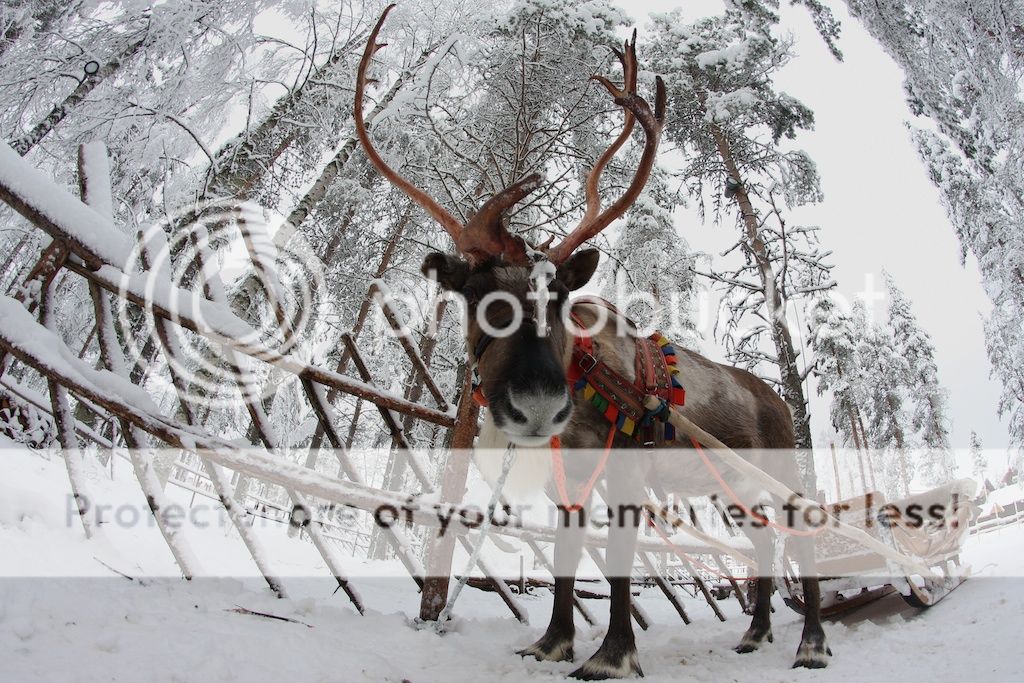 IMAGE: http://i532.photobucket.com/albums/ee321/jacofin_2008/poro_potn_zps8a11361e.jpg