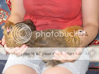 newchooks027.jpg