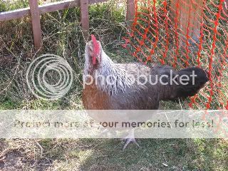 newchooks058-1.jpg