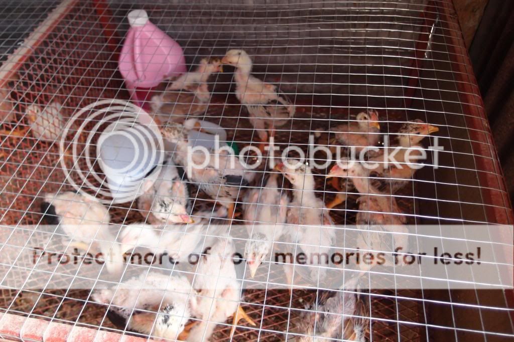 HCM: Cung cấp Gà Đông Tảo, Gà chín cựa, Trĩ bảy màu, Trĩ thịt ... - 10