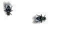 flies Pictures, Images and Photos
