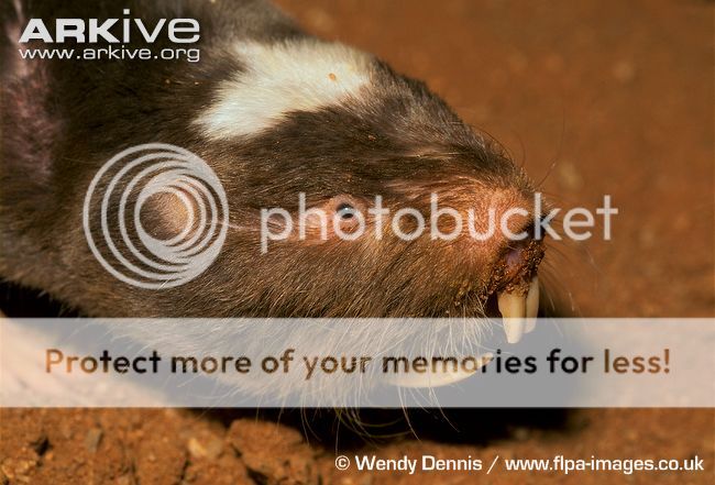 Russian Molot superbike - Page 1 - Biker Banter - PistonHeads UK